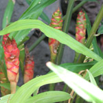 Zingiber officinale / Gingembre - Jeune Plant