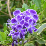 Duranta repens / Vanillier de Cayenne - lot de 10 graines Duranta repens / Vanillier de Cayenne - lot de 10 graines