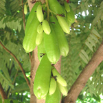 Averrhoa bilimbi / Arbre à Cornichons - lot de 10 graines