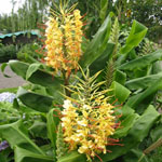 Hedychium gardnerianum / Longose - jeune plant