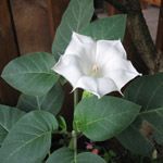 Datura inoxia / Trompette du Diable - lot de 10 graines
