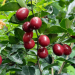 Triphasia trifoliata / Orangine