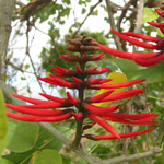 Erythrina lysistemon / Erythrine / Arbre Corail - Jeune plant