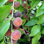 Dovyalis hebecarpa / Groseillier de Ceylan - lot de 10 graines