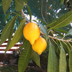 Pouteria champechiana / Canistel - jeune plant