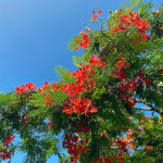 Delonix regia / Flamboyant - Jeune plant