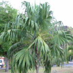 Thrinax radiata / Palmier Balai - lot de 15 graines