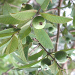 Psidium guajava / Goyave - lot de 20 graines