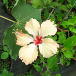 Hibiscus rosa sinensis / Rose de Chine - saumon - jeune plant