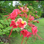 Caesalpinia pulcherrima / Flamboyant Nain Rose - lot de 15 graines