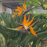 Strelitzia reginae / Oiseau du Paradis - lot de 10 graines