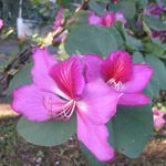 Bauhinia purpurea / Arbre Orchidée - lot de 15 graines