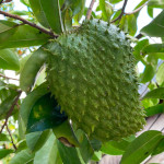 Annona muricata / Corossol - lot de 10 graines