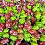 Capsicum / Piment habanero Chocolat - lot de 15 graines