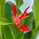 Canna indica / Conflore - lot de 200 graines