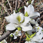 Bauhinia variegata candida / Arbre Orchidée - lot de 10 graines