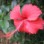 Hibiscus rosa sinensis / Rose de Chine - lot de 5 graines