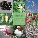 Graines de Plantes utiles & comestibles - assortiment de 100 graines