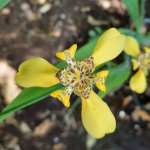 Trimezia martinicensis / Iris marcheur - lot de 10 graines