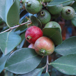 Psidium cattleyanum / Goyavier de Chine - lot de 20 graines