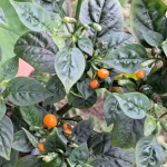 Capsicum / Piment Aji charapita - lot de 10 graines