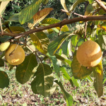 Psidium guajava / Goyave - lot de 200 graines