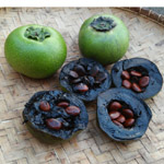 Diospyros digyna / Sapote Noire - Jeune plant