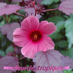 Hibiscus acetosella / Hibiscus à feuille rouge - lot de 10 graines
