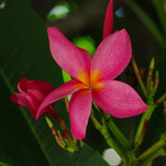 Plumeria / Frangipanier - rouge - Bouture