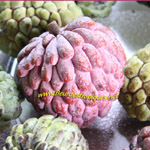 Annona squamosa / Zatte Rose - lot de 6 graines