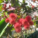 Ricinus communis carmencita / Ricin à feuilles pourpre - lot de 6 graines
