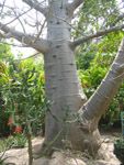 Adansonia digitata / Baobab - lot de 100 graines