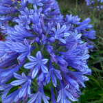 Agapanthus africanus / Agapanthe bleue - lot de 20 graines