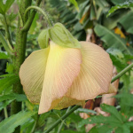 Hibiscus abelmoschus - lot de 10 graines