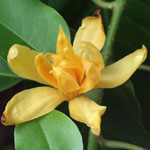 Magnolia champaca / Champac - Jeune plant - RARE
