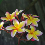 Plumeria / Frangipanier Tricolore - lot de 10 graines