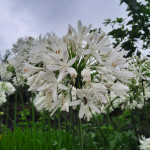 Agapanthus africanus / Agapanthe - blanche - lot de 20 graines