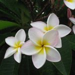 Plumeria / Frangipanier tricolore light - Bouture