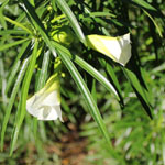 Thevetia peruviana 'Alba' / Laurier blanc - lot de 3 graines