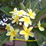 Plumeria / Frangipanier jaune - Bouture