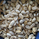 Coffea arabica borbonica / Café Pointu - lot de 10 graines