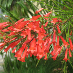 Russellia equisetiformis / Filao fleur - Jeune plant