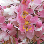 Cassia javanica / Cassia du Siam - lot de 15 graines