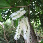 Inga laurina / Arbre à Miel - Jeune plant