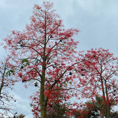 Brachychiton acerifolius / Flamme Australienne - lot de 10 graines