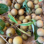 Dimocarpus longan /  Longani - jeune plant