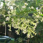 Cestrum nocturnum / Jasmin de Nuit - Jeune plant