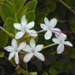 Clerodendrum inerme / Clerodendron blanc - Jeune Plant