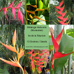 Heliconia en Mélange / Mix - lot de 15 graines