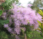 Tetradenia riparia / Faux Patchouli - Jeune plant